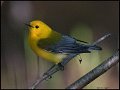_7SB1840 prothonotary warbler